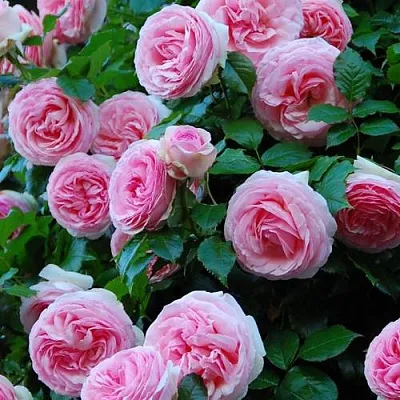 Саженцы роз ПЬЕР ДЕ РОНСАР плетистая  Саженцы роз ПЬЕР ДЕ РОНСАР плетистая в Якутске