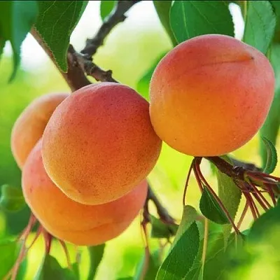 Абрикос ДЕБЮТ в Якутске