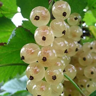 Смородина белая ЮТЕРБОРГСКАЯ  Смородина белая ЮТЕРБОРГСКАЯ в Якутске