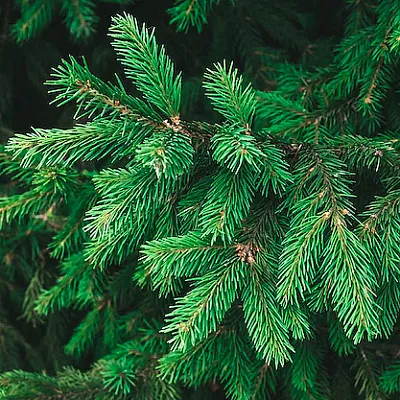 Ель в Якутске