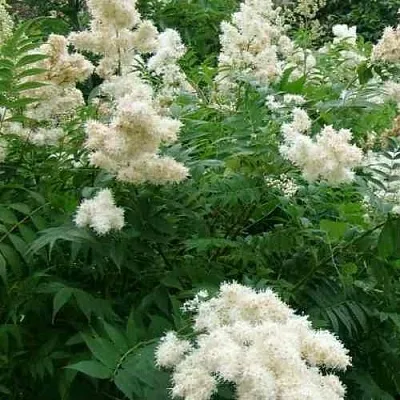 Рябинник рябинолистный  Рябинник рябинолистный в Якутске