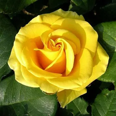 Саженцы роз ПАПИЛОН чайно-гибридная  Саженцы роз ПАПИЛОН чайно-гибридная в Якутске