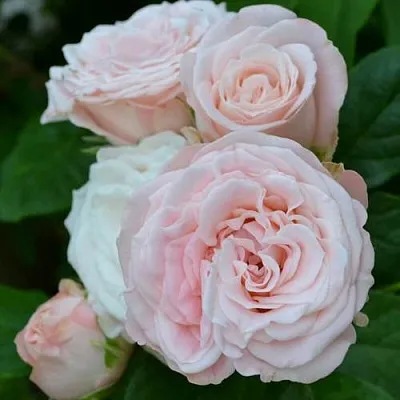 Саженцы роз БОМБАСТИК спрей  Саженцы роз БОМБАСТИК спрей в Якутске