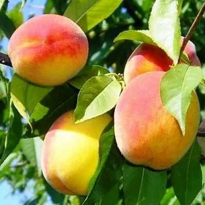 Персик ПАМЯТЬ ЛОЙКО в Якутске