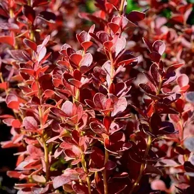 Барбарис ВУЛКАНО тунберга  Барбарис ВУЛКАНО тунберга в Якутске