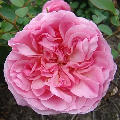 Саженцы роз ХАЙДИ ХОЛЛ английская  Саженцы роз ХАЙДИ ХОЛЛ английская в Якутске