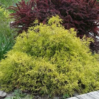 Кипарисовик ГОЛДЕН МОП горохоплодный в Якутске