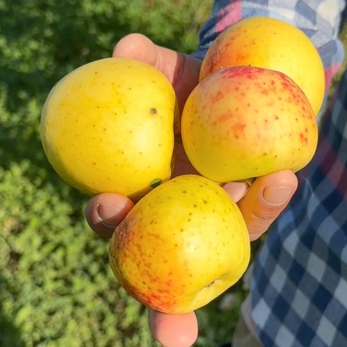 Яблоня КОРИЧНОЕ АНАНАСНОЕ в Якутске