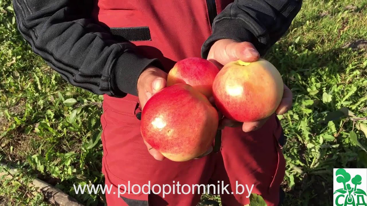 Превью видео