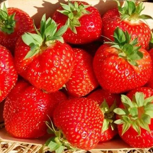 Клубника ЭЛЬСАНТА в Якутске