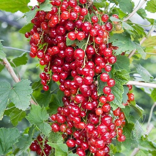 Смородина красная РЕД ЛЕЙК в Якутске