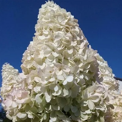 Белая в Якутске