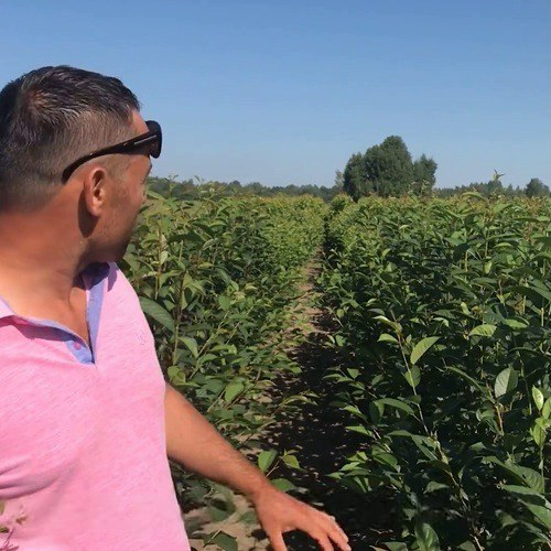 саженцы черешни, вишни.jpeg