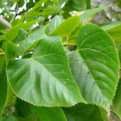 Липа мелколистная в Якутске