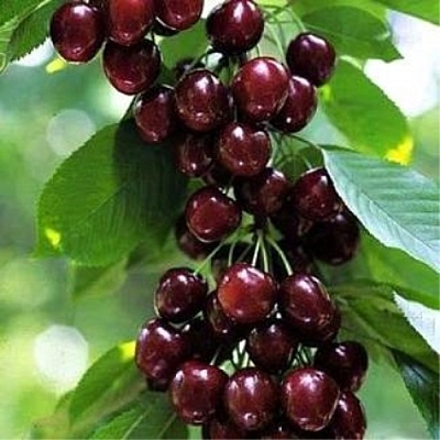 Черешня УДИВИТЕЛЬНАЯ в Якутске