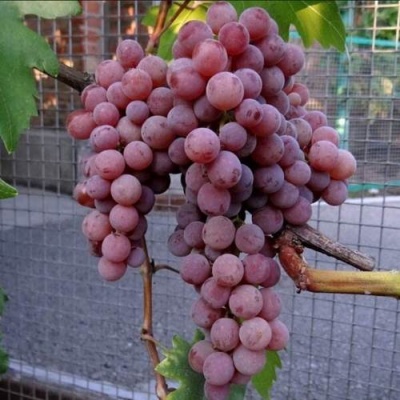 Виноград ЭЛЕГИЯ в Якутске