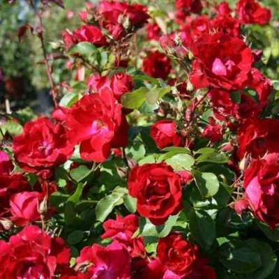Роза ЧАМПЛЕЙН флорибунда в Якутске