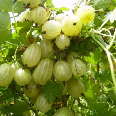 Крыжовник ИНВИКТА в Якутске