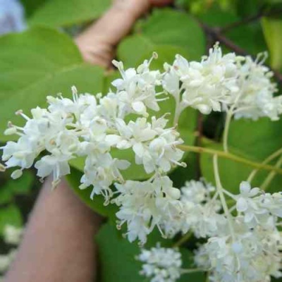 Сирень АМУРСКАЯ в Якутске