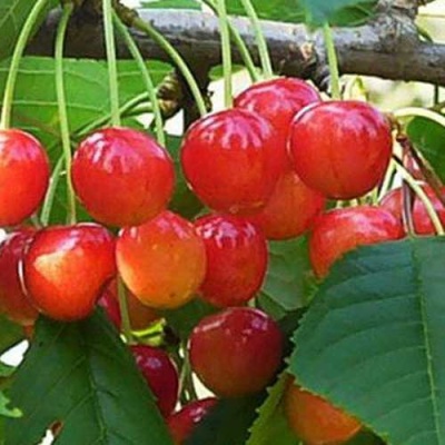Черешня ДОНЧАНКА в Якутске