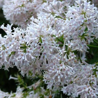 Сирень АГНЕС СМИТ в Якутске