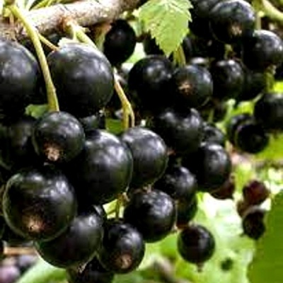 Смородина черная ОРЛОВСКИЙ ВАЛЬС в Якутске