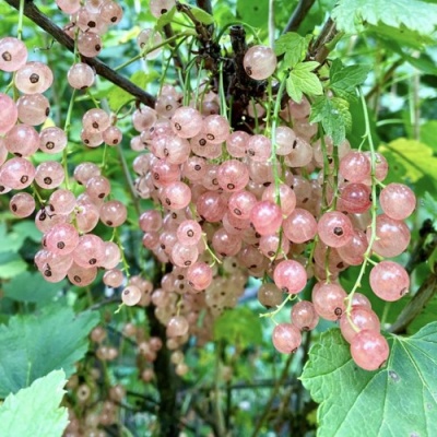 Смородина розовая ГОЛЛАНДСКАЯ РОЗОВАЯ в Якутске