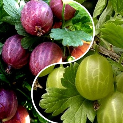 Комплект РЕДКИЙ СЧАСТЛИВЧИК в Якутске