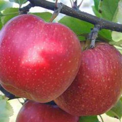 Яблоня АПОРТ в Якутске