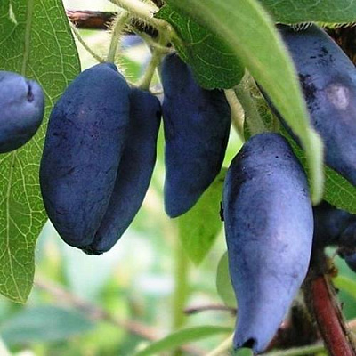 Жимолость съедобная Жимолость съедобная в Якутске