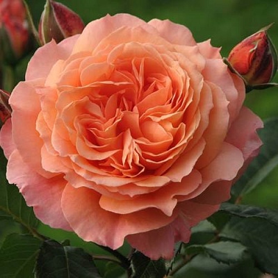 Роза шраб в Якутске