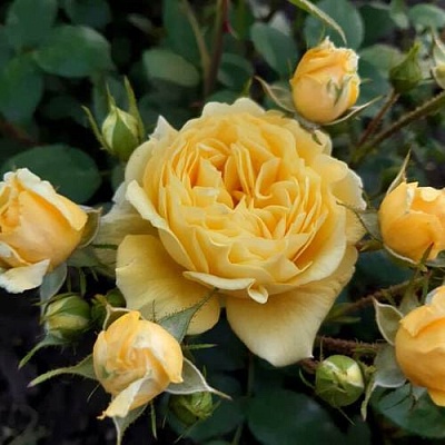 Роза флорибунда в Якутске