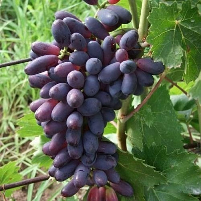 Виноград КИШМИШ ЯСЯ в Якутске