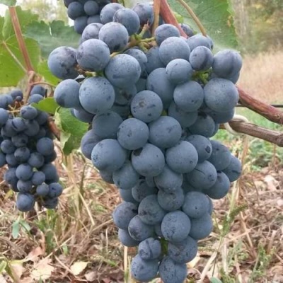 Виноград АГАТ ДОНСКОЙ в Якутске