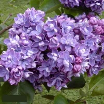 Сирень АМИ ШОТТ в Якутске