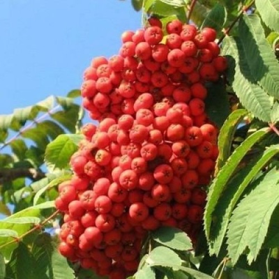 Рябина НЕВЕЖИНСКАЯ сладкоплодная в Якутске