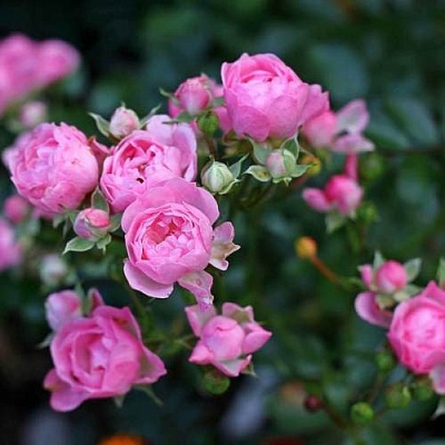 Роза полиантовая в Якутске