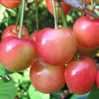 Черешня ЮЛИЯ в Якутске