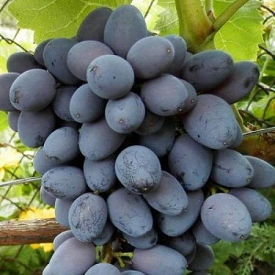 Черный виноград в Якутске