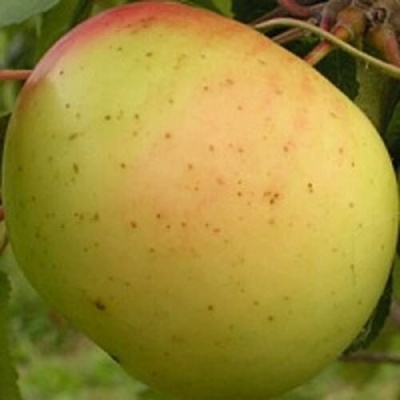 Яблоня БАНАНОВОЕ в Якутске