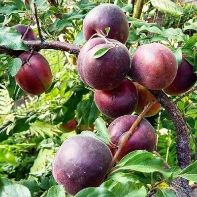 Абрикос ЧЕРНЫЙ БАРХАТ в Якутске