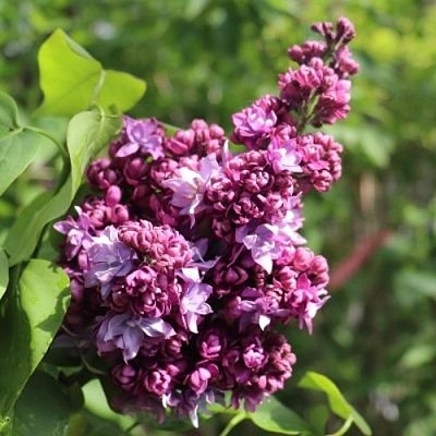 Сирень МАРШАЛ МАЛИНОВСКИЙ в Якутске