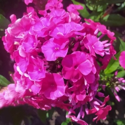 Флокс БАМБИНИ ДИЗАЙР метельчатый в Якутске