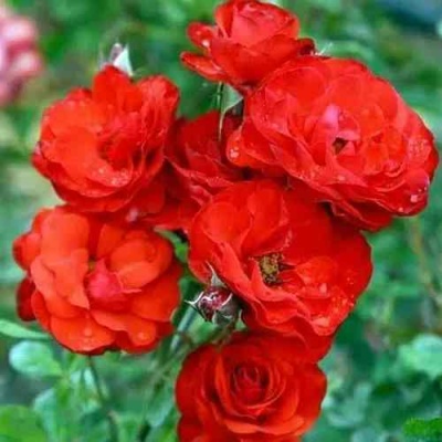 Роза ФАЙЕР КИНГ спрей  в Якутске