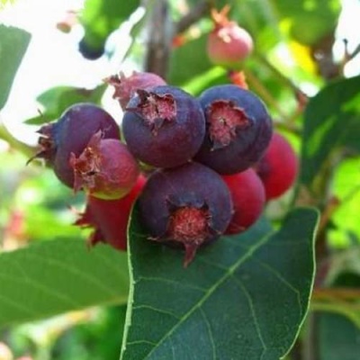 Ирга КРАСНОЯРСКАЯ в Якутске