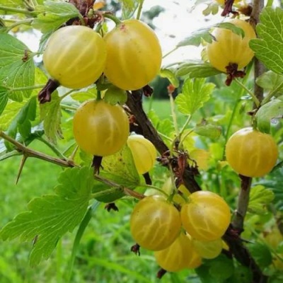 Крыжовник АЛТАЙСКИЙ в Якутске