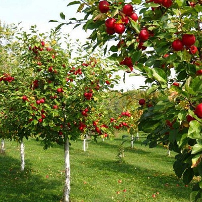 Плодовые деревья в Якутске