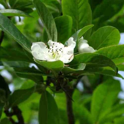 МУШМУЛА  в Якутске