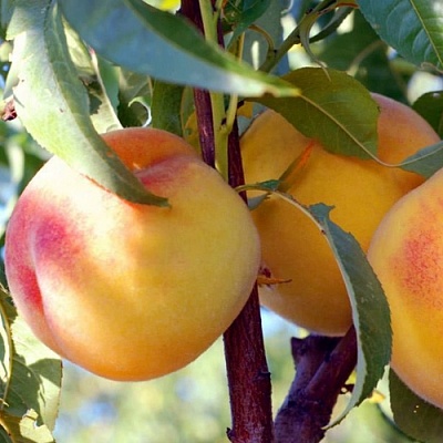 Персики в Якутске