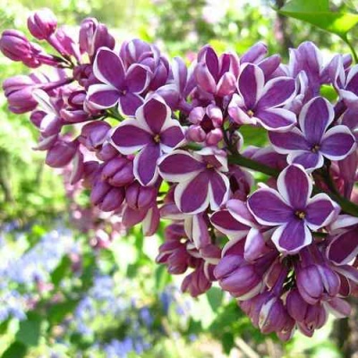 Сирень СЕНСАЦИЯ в Якутске
